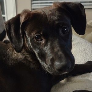 Meet your Posher, Noel